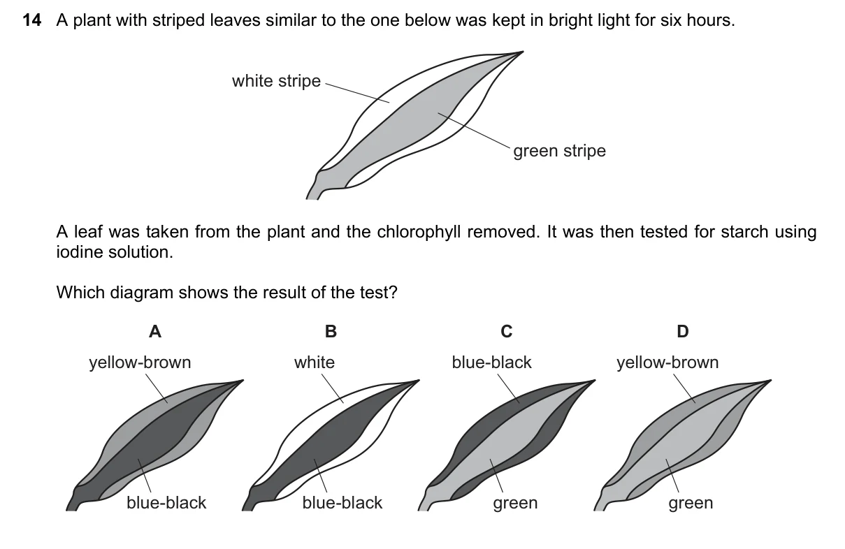 Question 14, November 2015, 0610 Paper 11