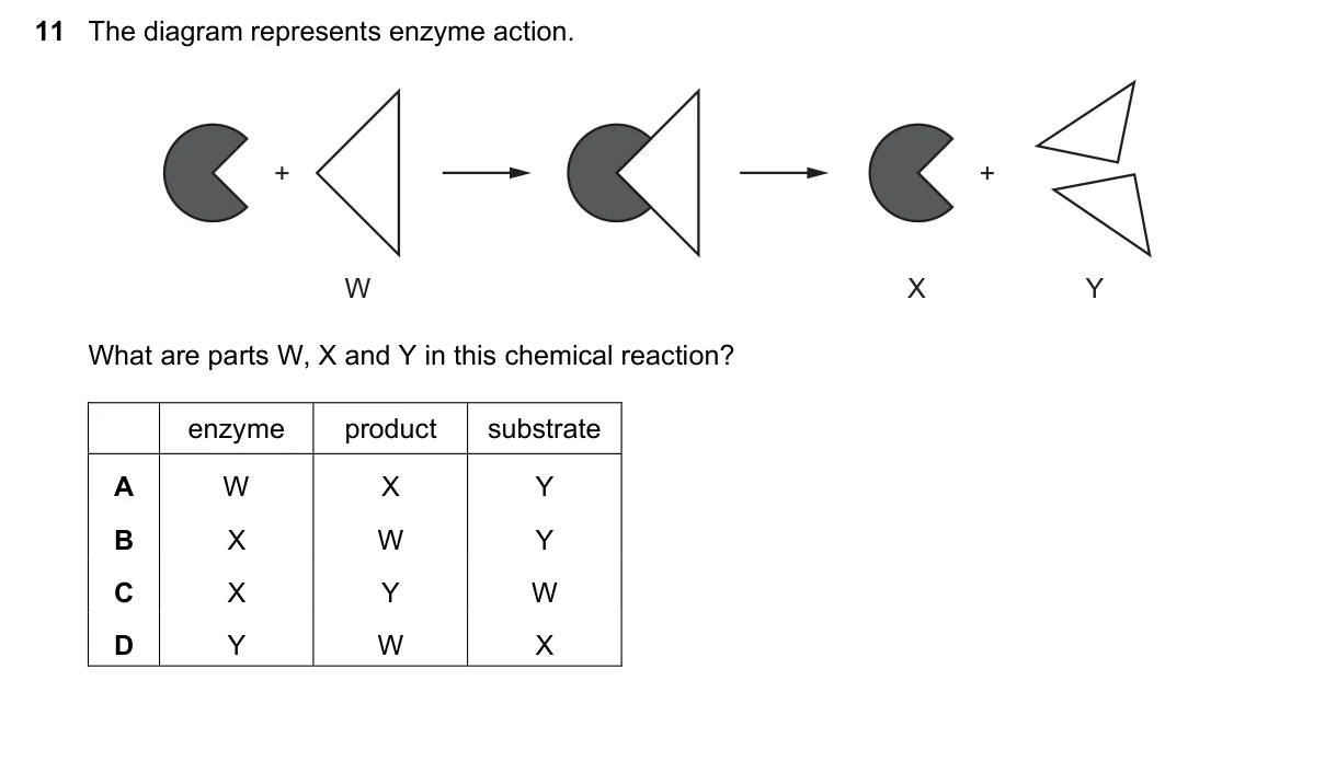 Question 11, June 2016, 0610 Paper 21