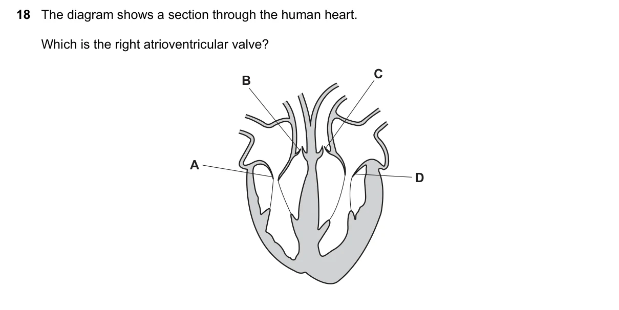 Question 18, June 2016, 0610 Paper 21