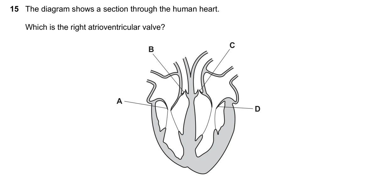 Question 15, June 2016, 0610 Paper 22