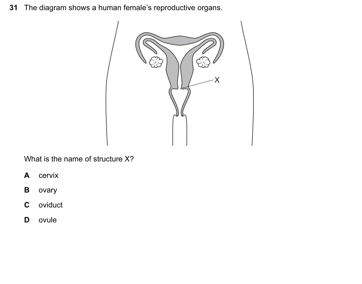 Question 31, June 2016, 0610 Paper 13