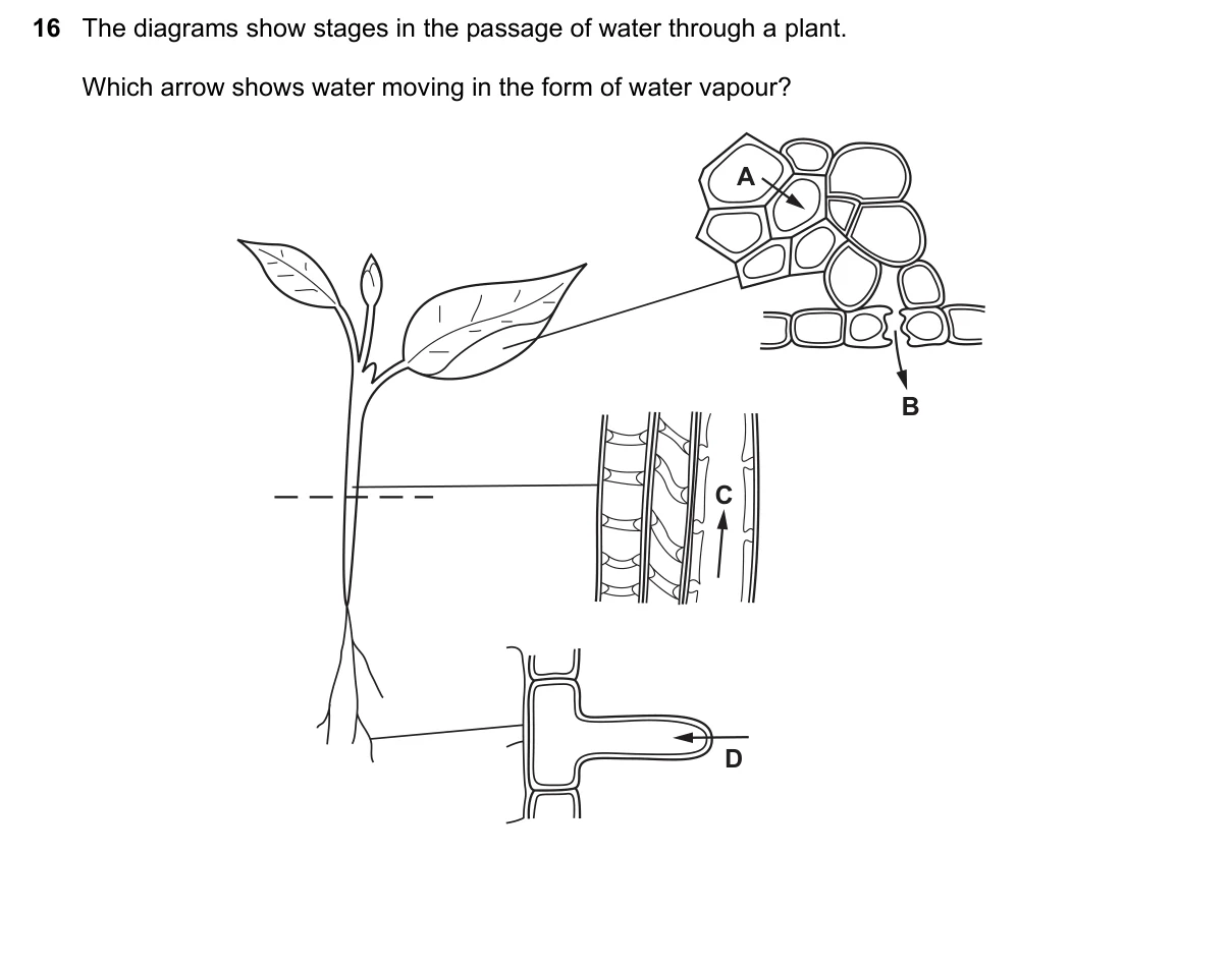 Question 16, November 2016, 0610 Paper 11