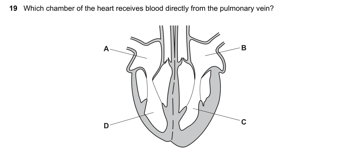 Question 19, November 2016, 0610 Paper 12