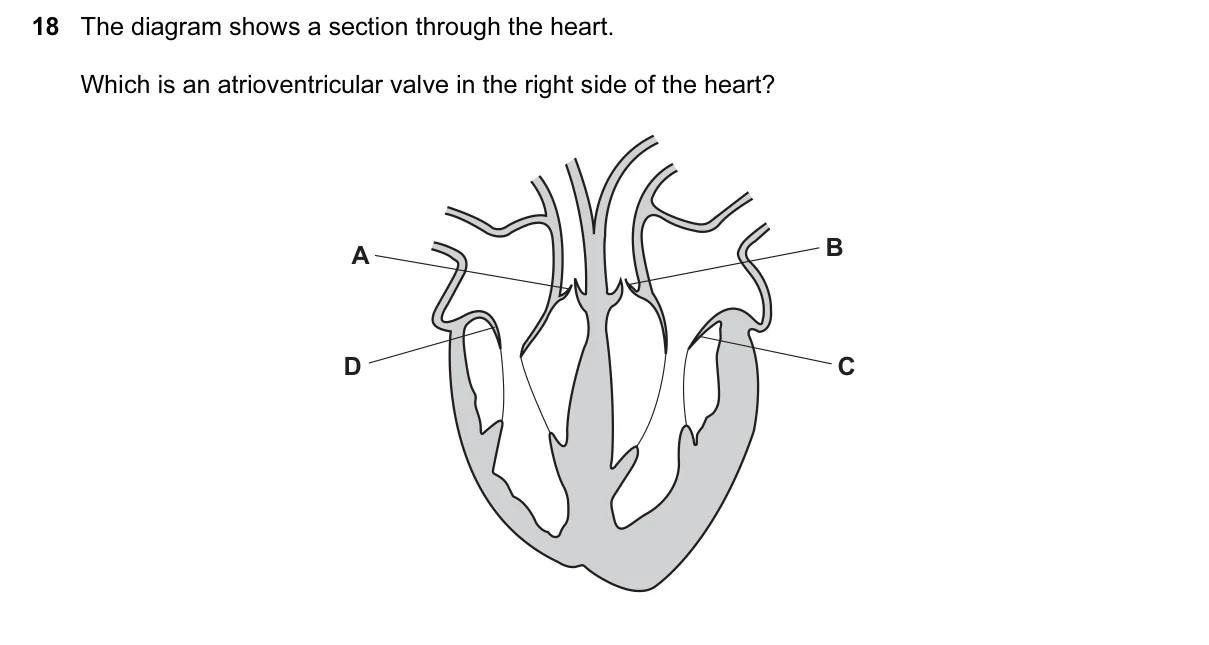 Question 18, November 2016, 0610 Paper 22