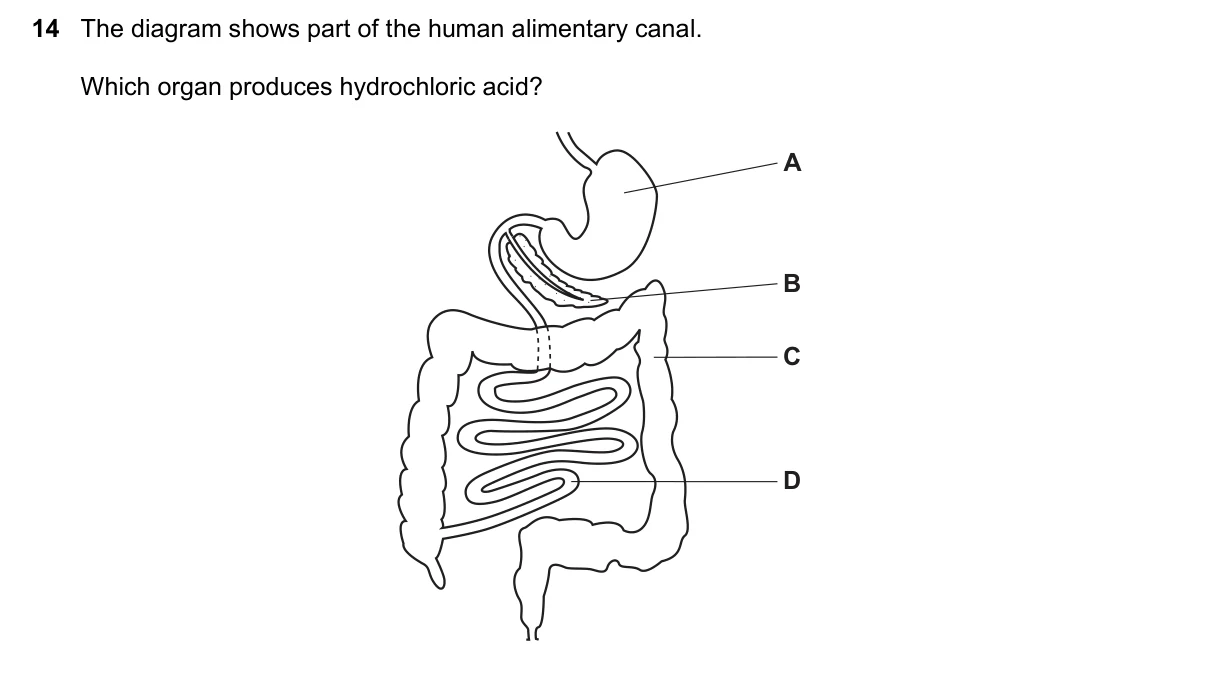 Question 14, November 2016, 0610 Paper 13