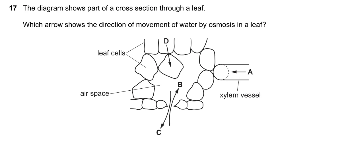 Question 17, November 2016, 0610 Paper 13