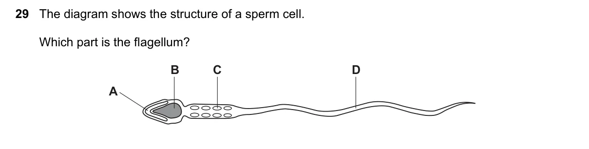 Question 29, November 2016, 0610 Paper 23
