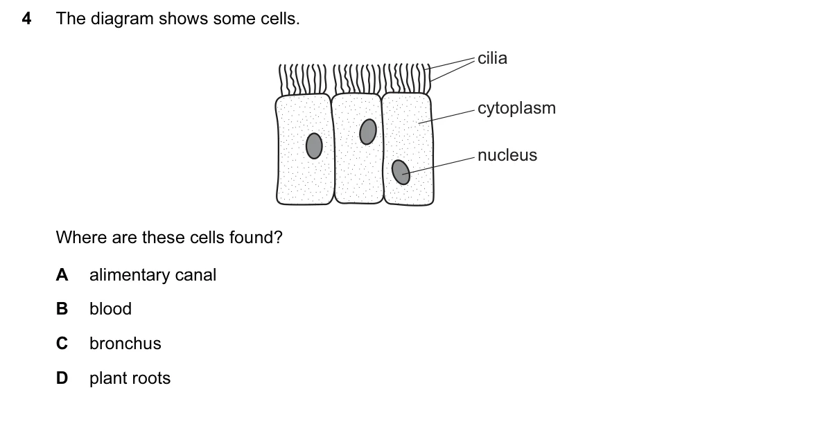 Question 4, March 2017, 0610 Paper 12