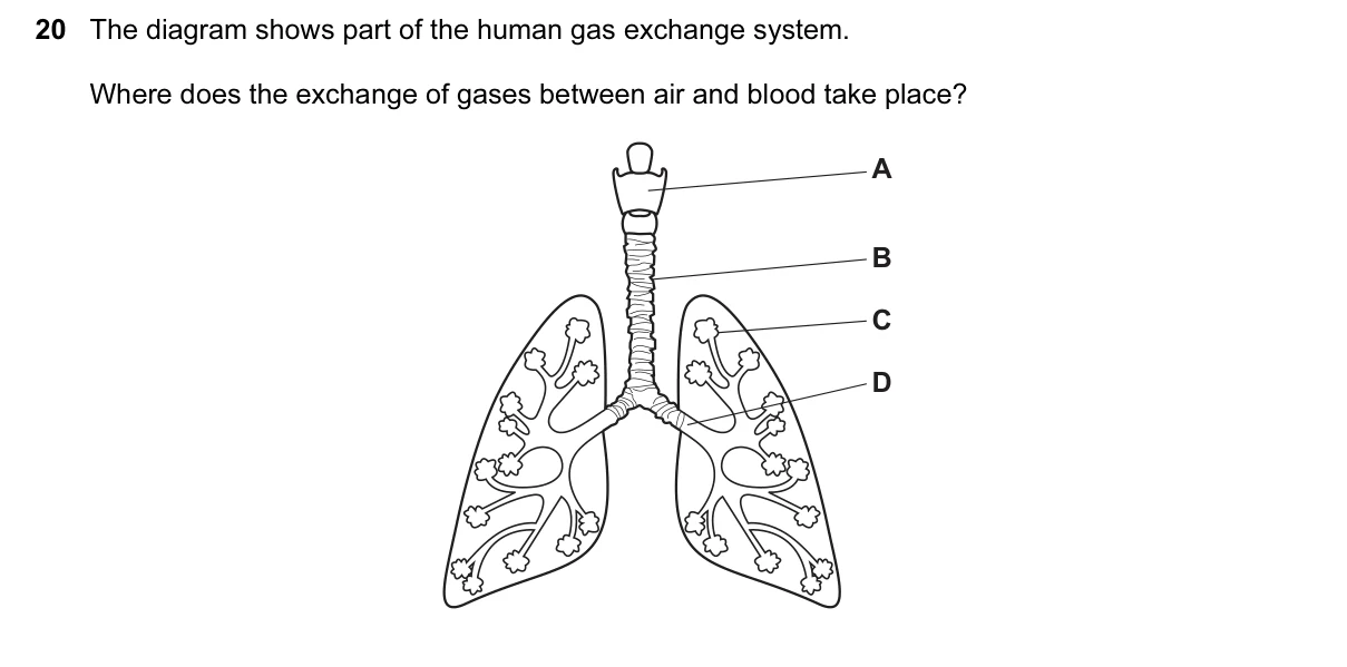 Question 20, June 2017, 0610 Paper 11