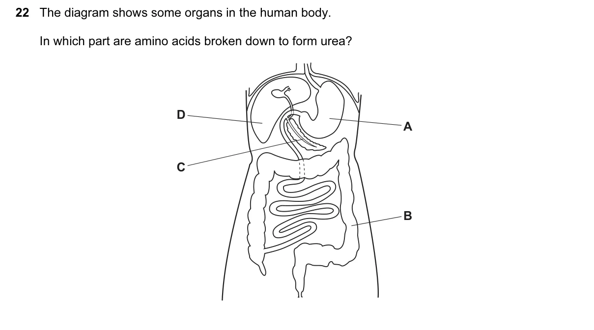 Question 22, June 2017, 0610 Paper 11