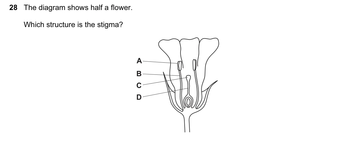 Question 28, June 2017, 0610 Paper 11