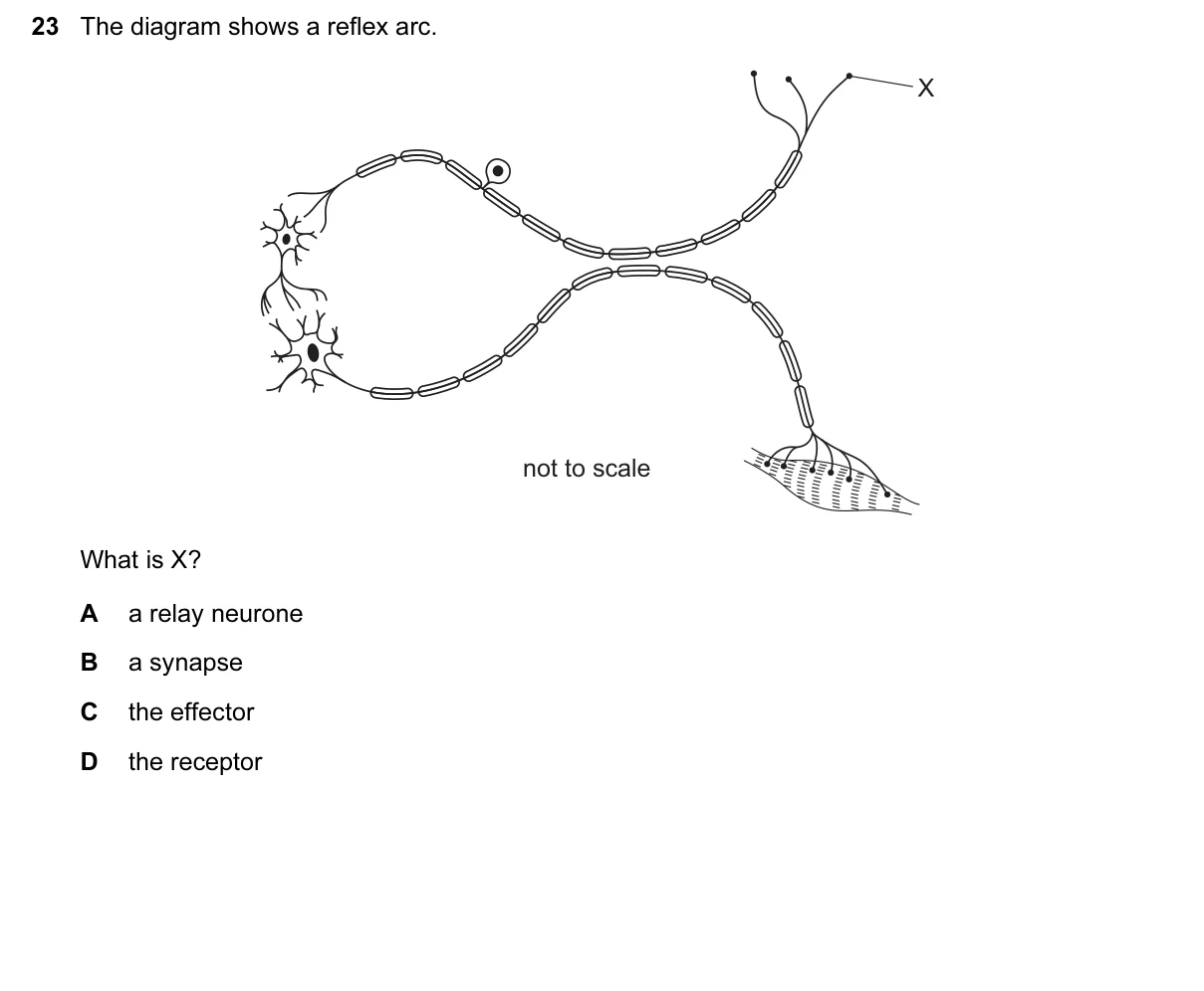Question 23, June 2017, 0610 Paper 12
