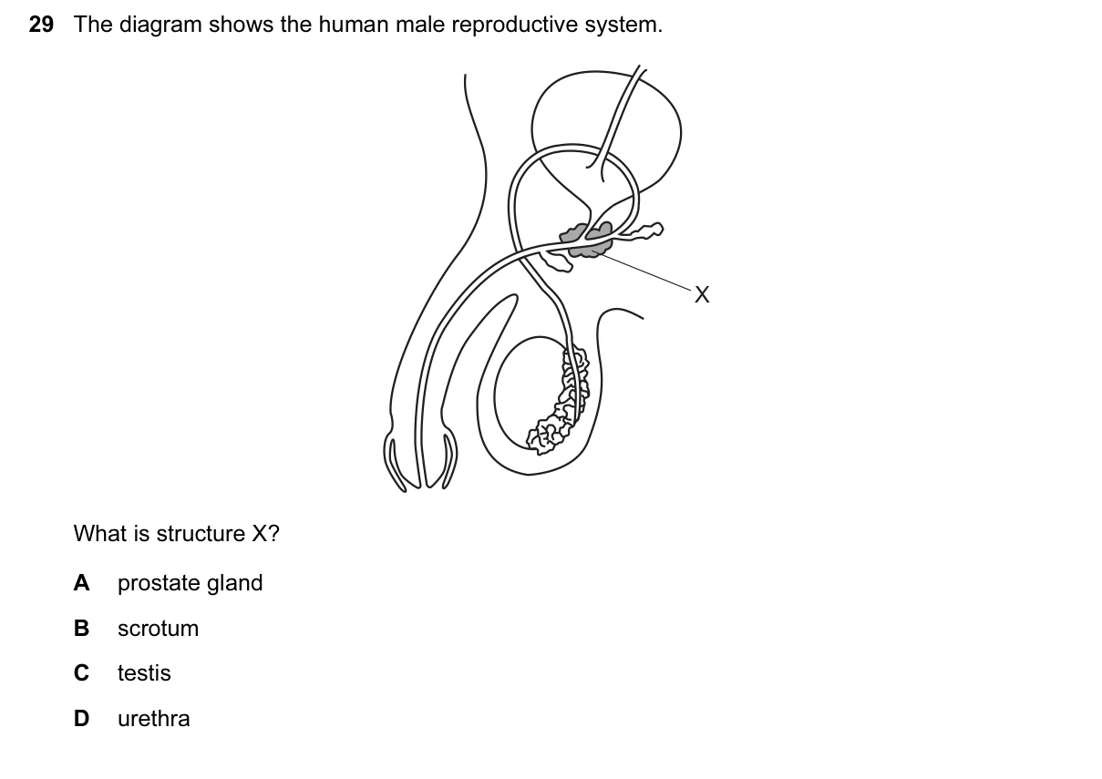 Question 29, June 2017, 0610 Paper 12