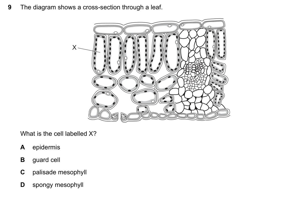 Question 9, June 2017, 0610 Paper 22