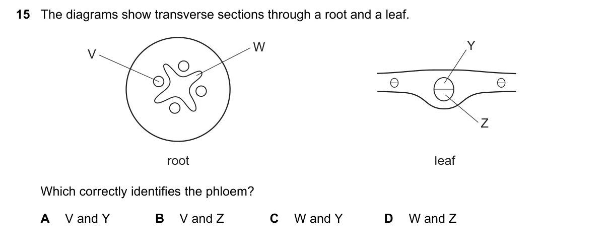Question 15, June 2017, 0610 Paper 13