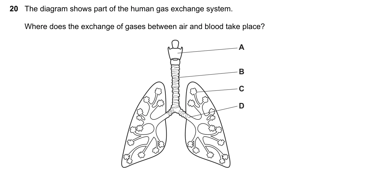 Question 20, June 2017, 0610 Paper 13