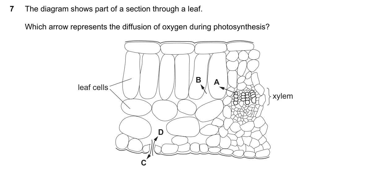 Question 7, November 2017, 0610 Paper 11