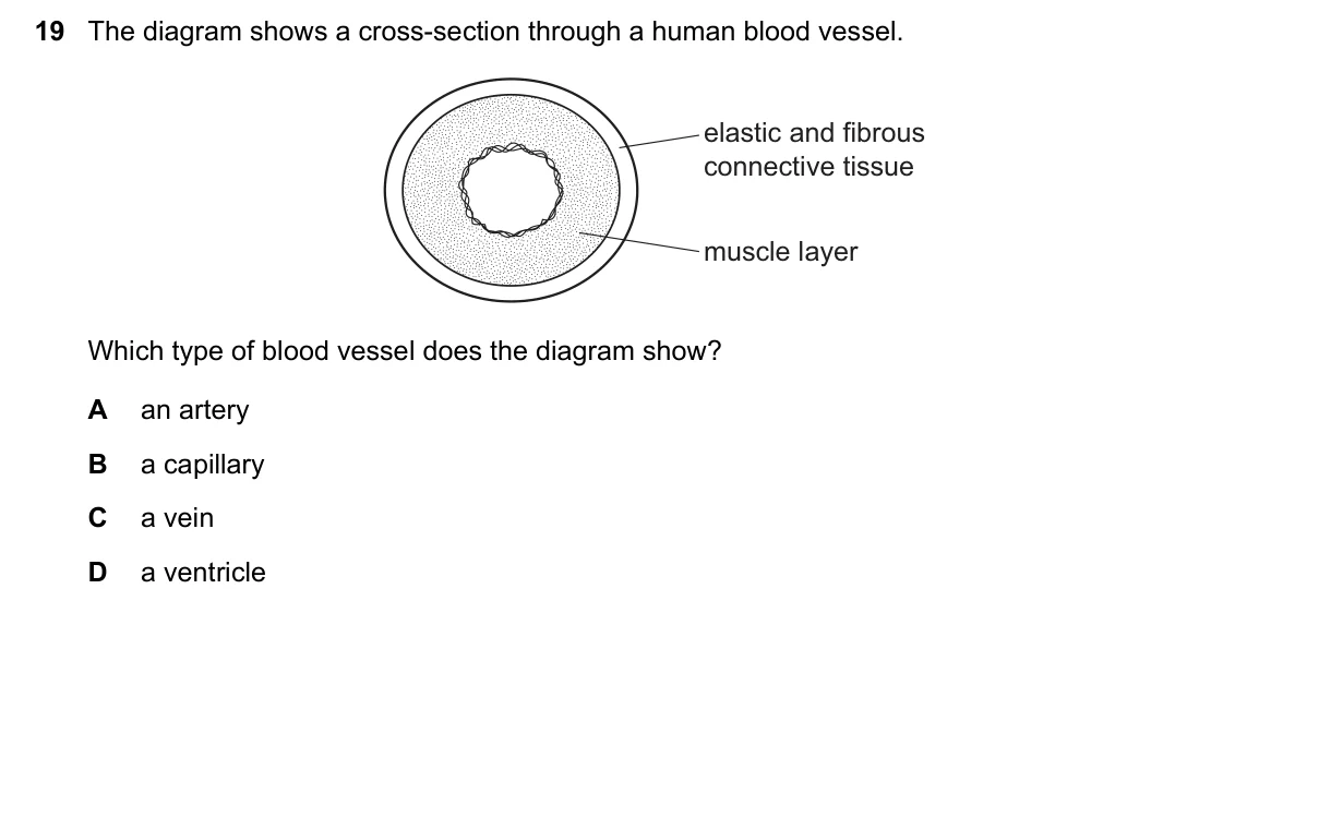 Question 19, November 2017, 0610 Paper 12