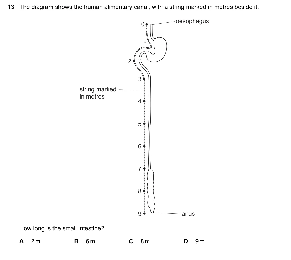 Question 13, November 2017, 0610 Paper 13