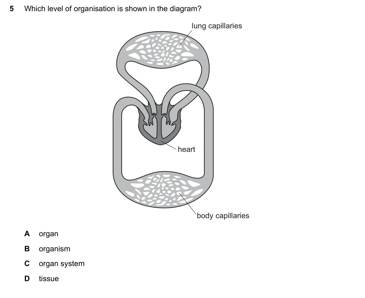 Question 5, March 2018, 0610 Paper 12