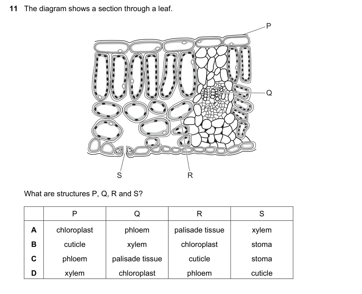 Question 11, June 2018, 0610 Paper 23