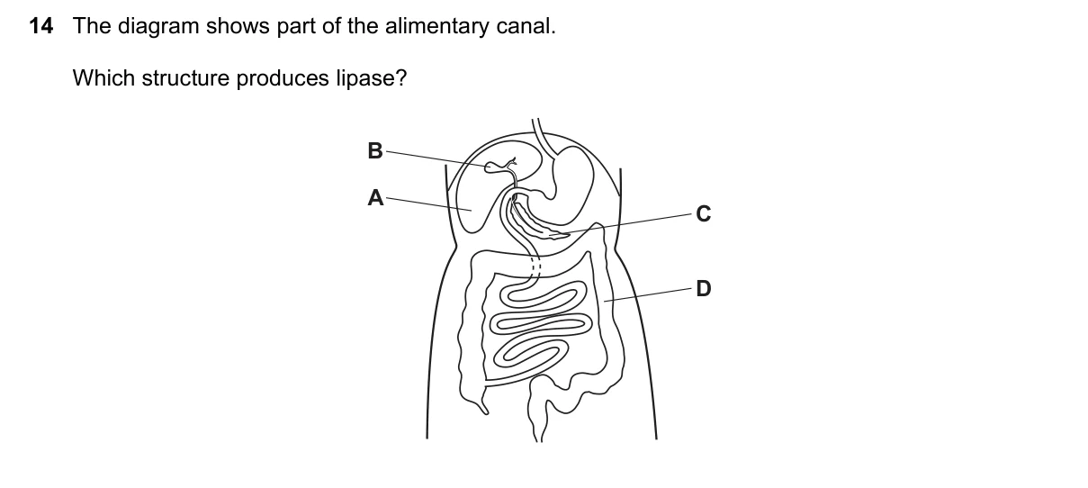 Question 14, November 2018, 0610 Paper 11