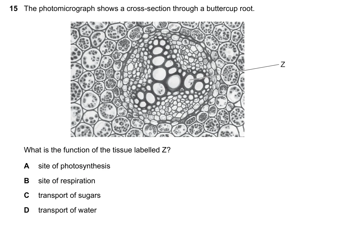 Question 15, November 2018, 0610 Paper 11