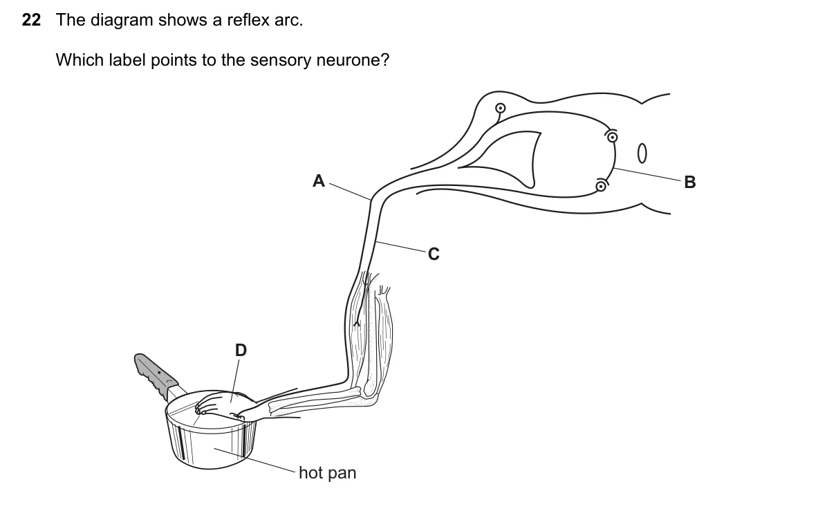Question 22, November 2018, 0610 Paper 12