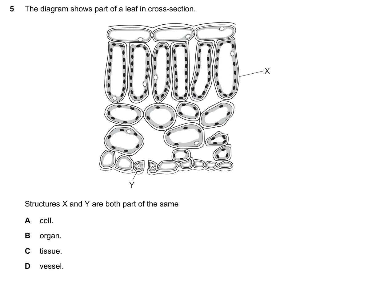 Question 5, November 2018, 0610 Paper 12