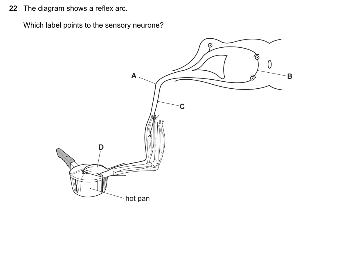 Question 22, November 2018, 0610 Paper 13