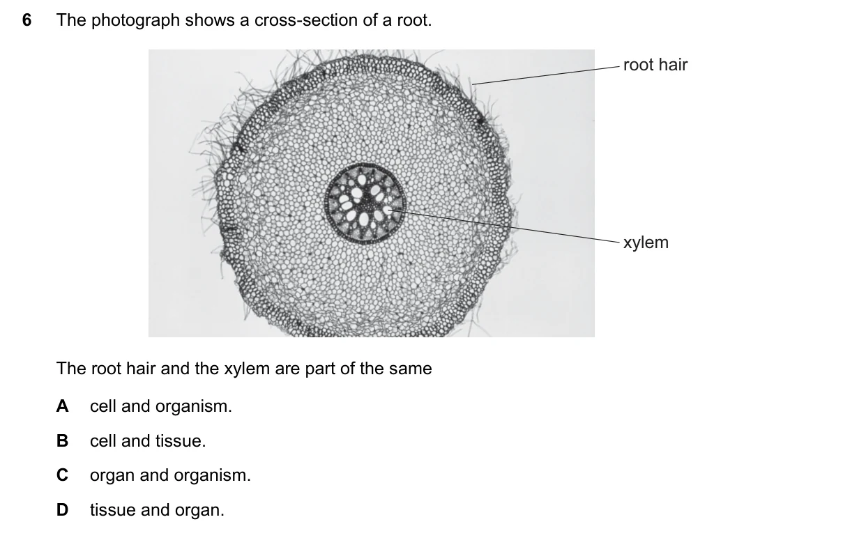 Question 6, March 2019, 0610 Paper 12