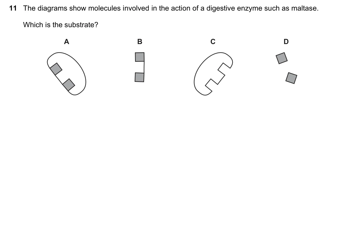 Question 11, March 2019, 0610 Paper 22