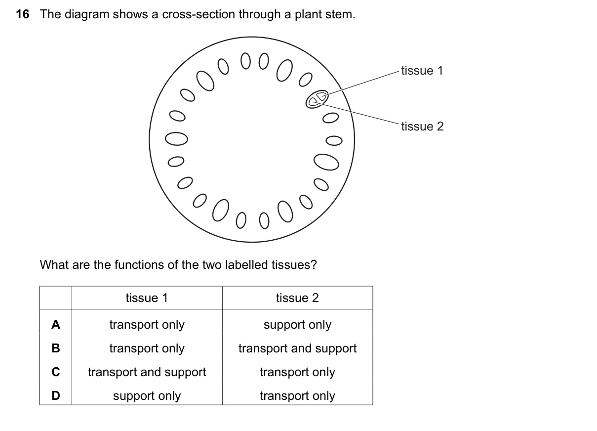 Question 16, March 2019, 0610 Paper 22