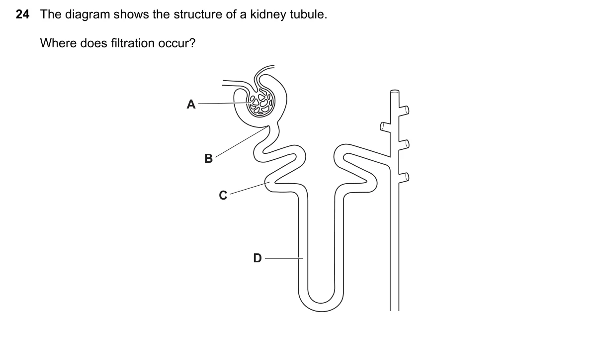 Question 24, March 2019, 0610 Paper 22