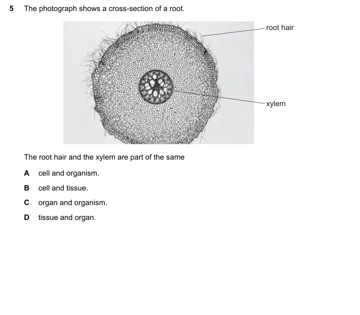 Question 5, March 2019, 0610 Paper 22
