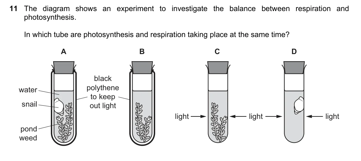 Question 11, June 2019, 0610 Paper 11