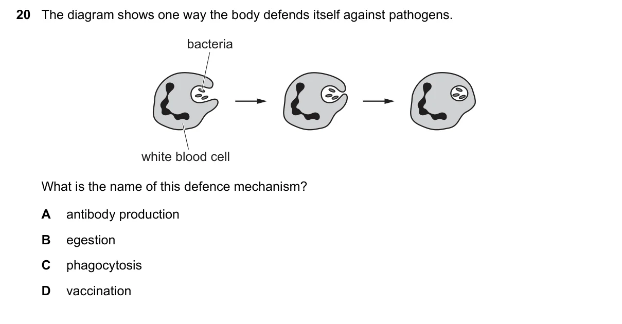Question 20, June 2019, 0610 Paper 11