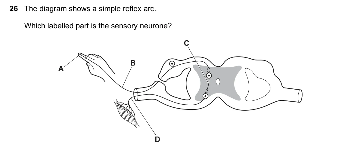 Question 26, June 2019, 0610 Paper 11