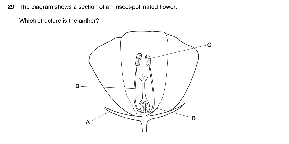 Question 29, June 2019, 0610 Paper 11