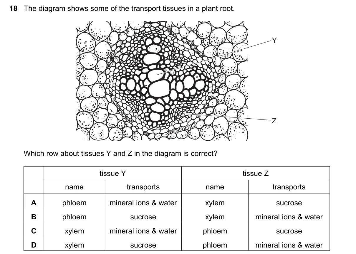 Question 18, June 2019, 0610 Paper 21