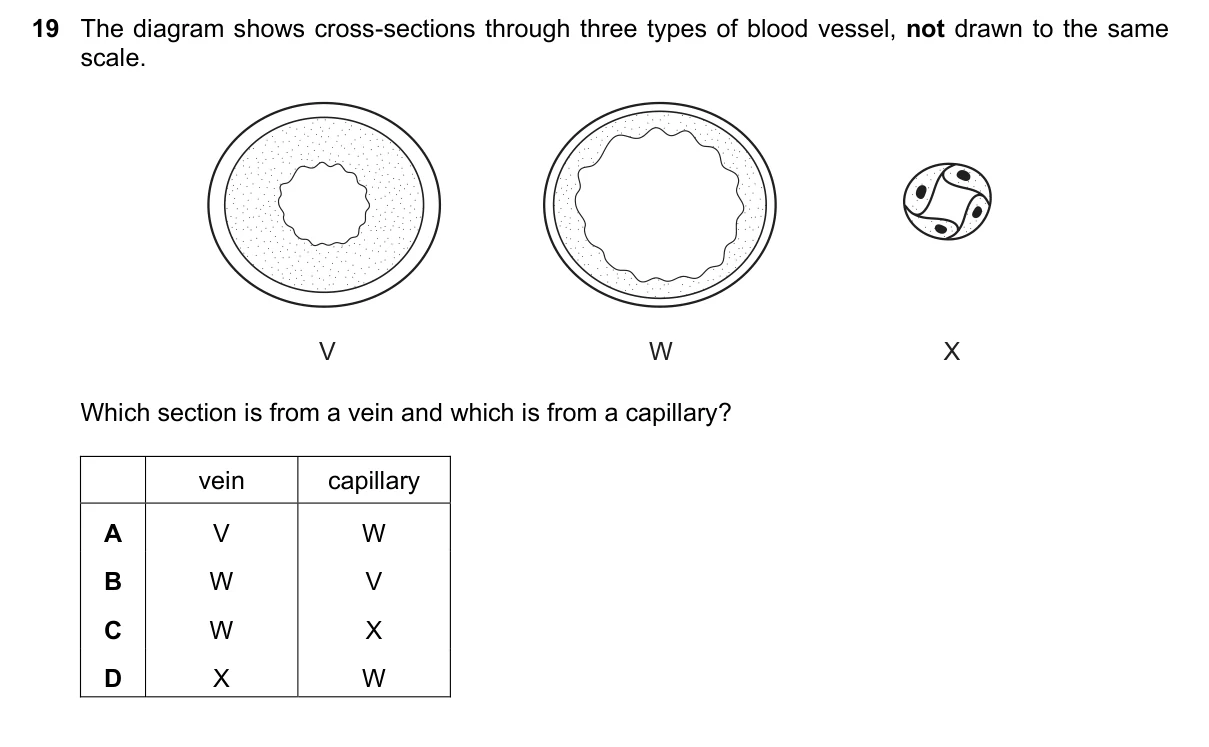 Question 19, June 2019, 0610 Paper 21