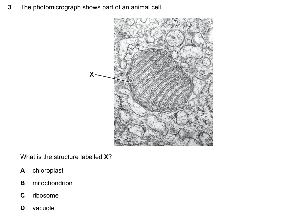 Question 3, June 2019, 0610 Paper 21