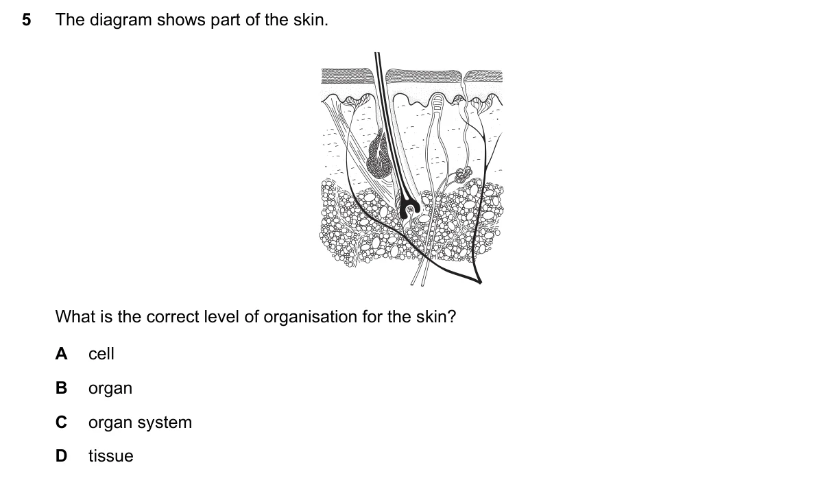 Question 5, June 2019, 0610 Paper 21