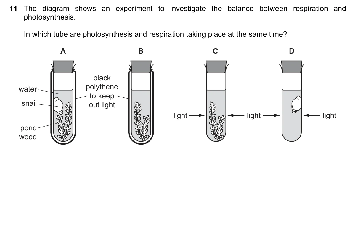 Question 11, June 2019, 0610 Paper 12