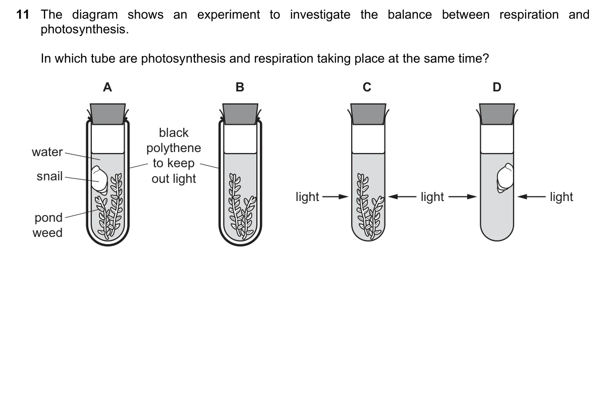 Question 11, June 2019, 0610 Paper 22