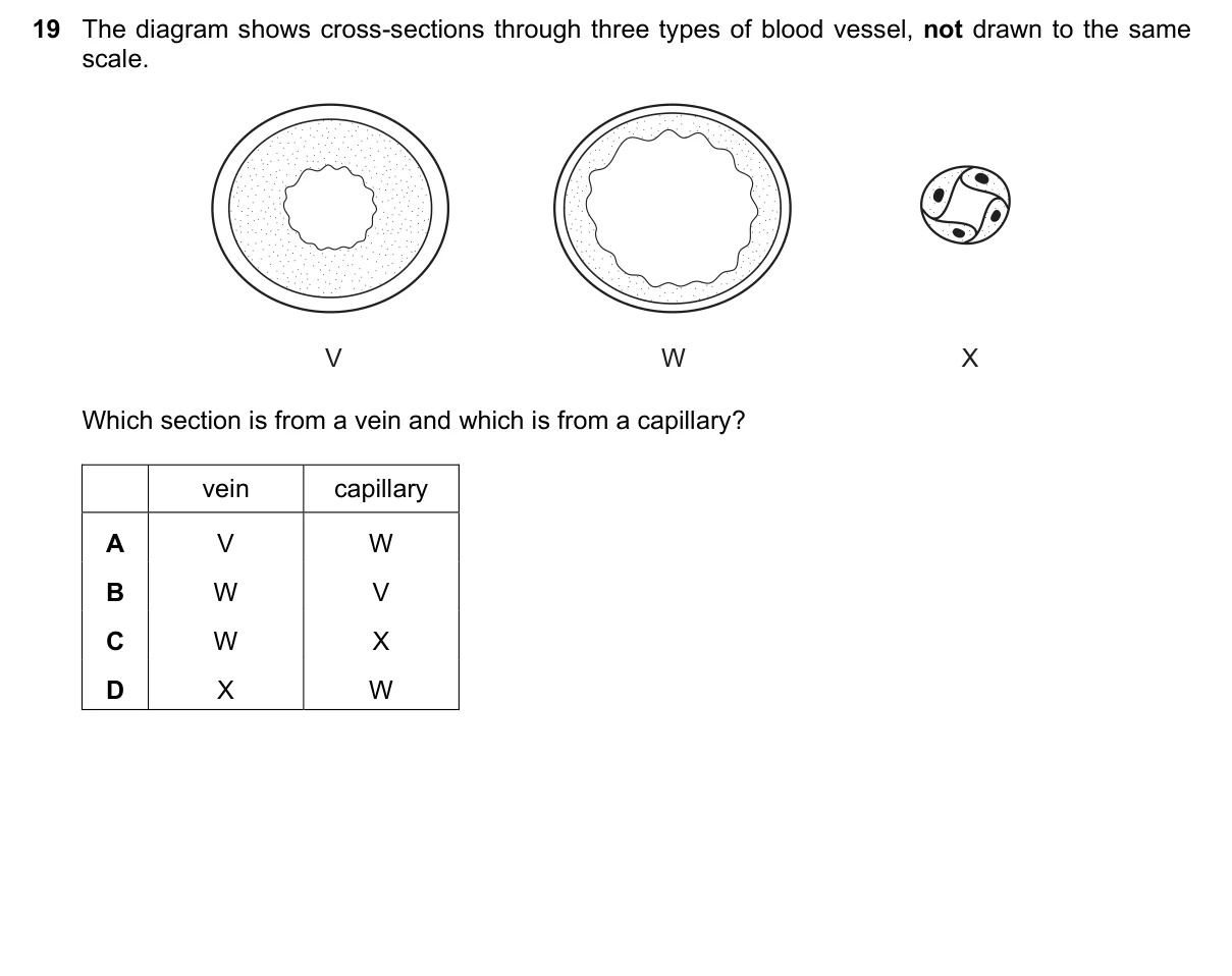 Question 19, June 2019, 0610 Paper 22