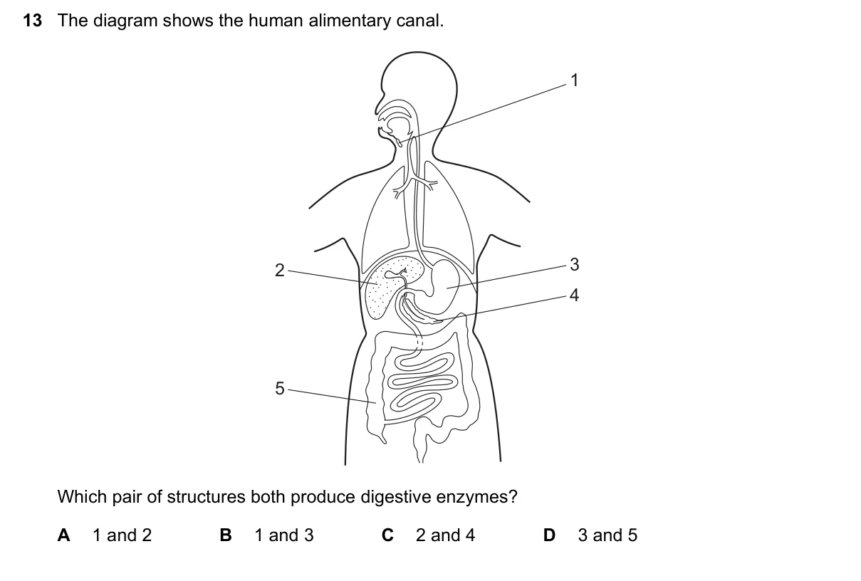 Question 13, June 2019, 0610 Paper 13