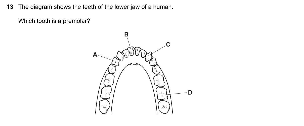 Question 13, November 2019, 0610 Paper 11