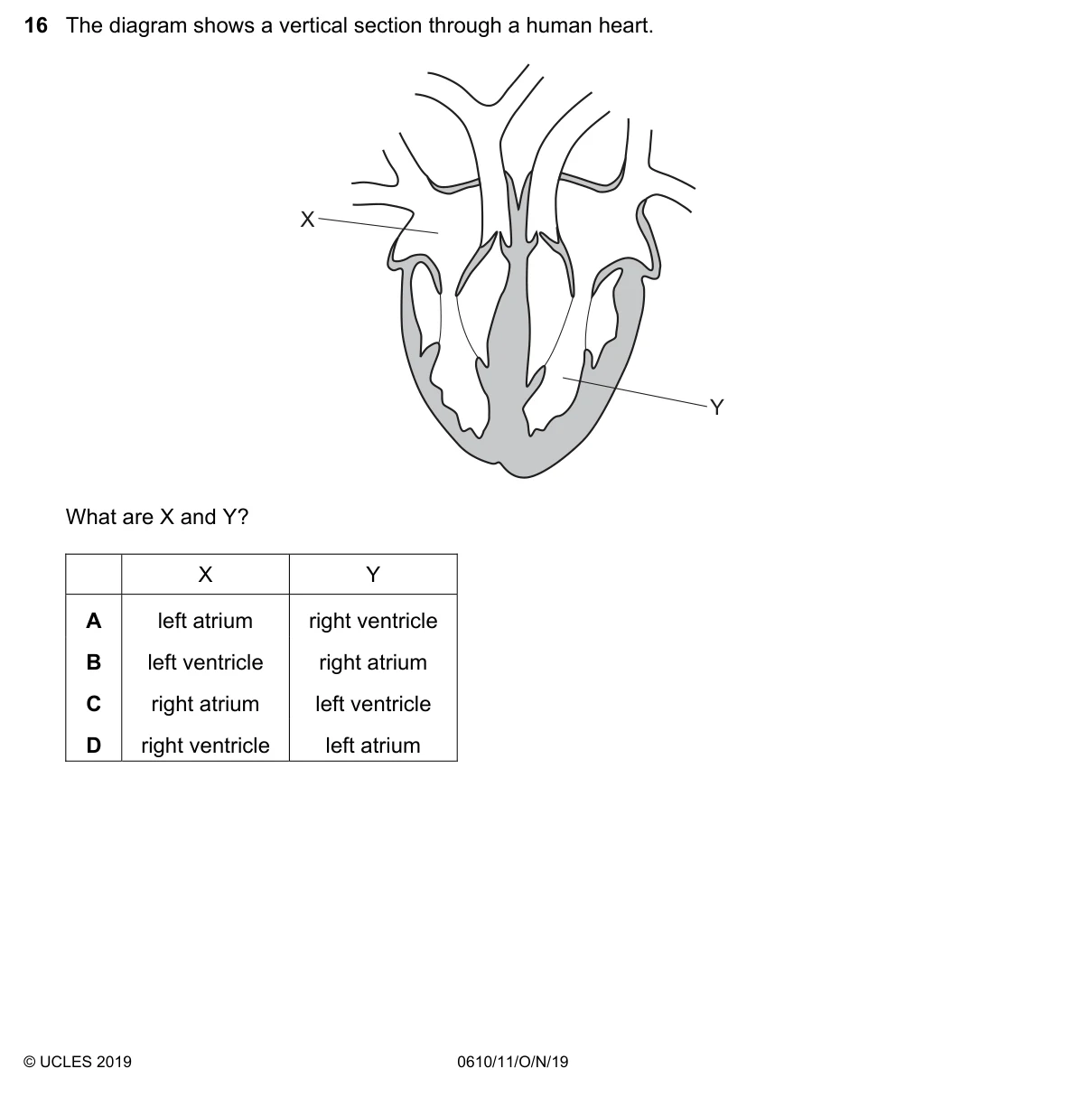 Question 16, November 2019, 0610 Paper 11