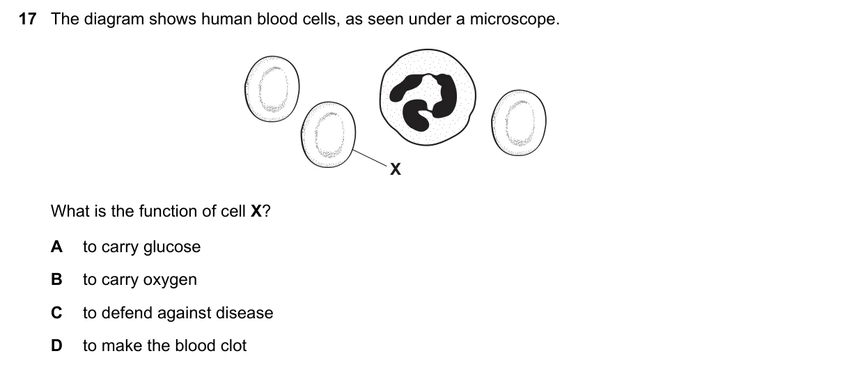 Question 17, November 2019, 0610 Paper 11